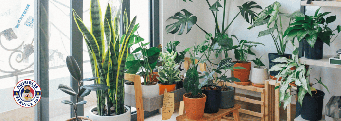 plantes anti-nuisibles