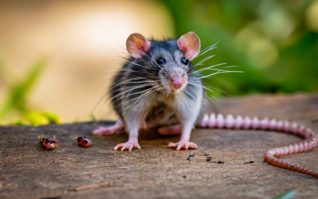 Rat et punaises de lit